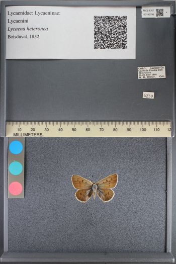 Media type: image;   Entomology 192796